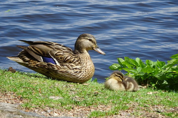 Entenmutter und Küken sitzen am Ufer der Außenalster in der Sonne