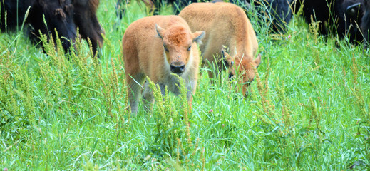 A herd of wild bison with their new calves