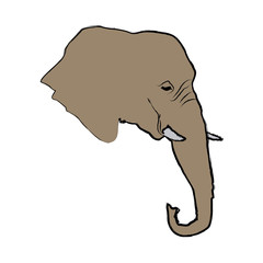 head elephant wild animal safari african
