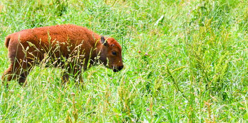 Wild bison grazing in the field with the young