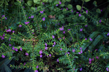 Purple flowers Cuphea hyssopifolia and Rhoeo