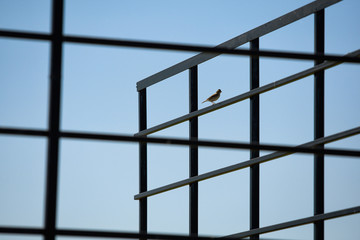small bird sitting within a metal grid (actually hay wagons) against a blue sky