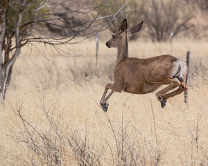 mule deer jumping © Chad