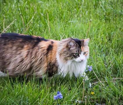 Fluffy Cat in Green Grass