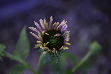 Blooming Cone Flower