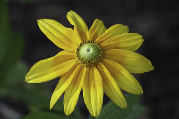 Yellow Flower