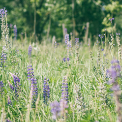 Lupine plants on a plant background