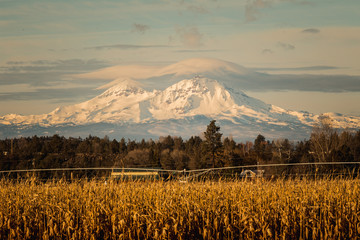Obraz premium Majestic Mountains Behind Corn Field