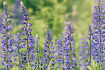 Obraz premium Lupine plants on a plant background