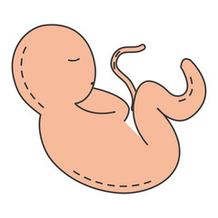 human fetus isolated icon vector illustration design