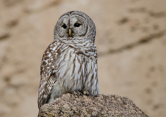 Barred Owl