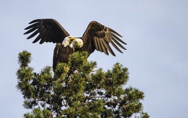 Eagle Pair
