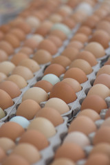 Eggs for sale. Farmers Market. Variety of shades of brown and green eggs.