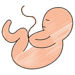 human fetus isolated icon vector illustration design