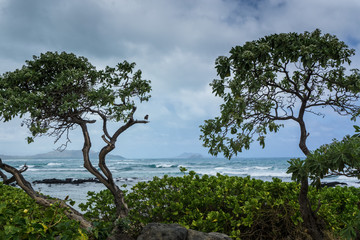 Fototapeta na wymiar Ocean Trees