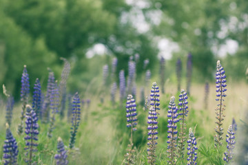 Lupine plants on a plant background