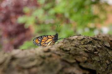 monarch butterfly on a tree