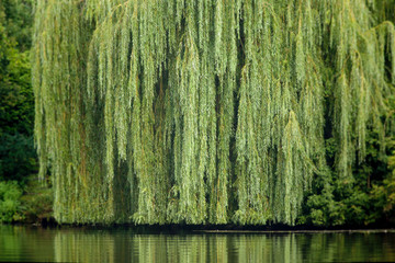 weeping willow - 164227994