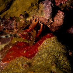 A small crab making his way around the reef