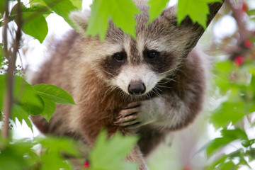 Close up of a raccoon on a branch