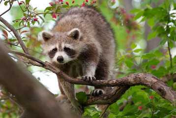raccoon in a tree © Nicolas St-Germain