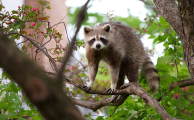 unhappy raccoon