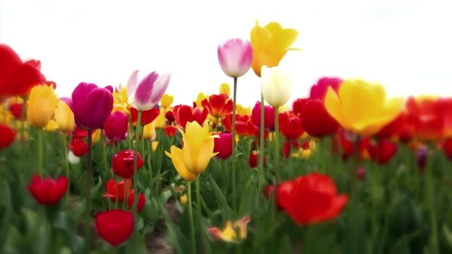 Variety of tulips in a field, Washington, dolly shot