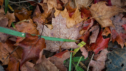 Autumn Leaves