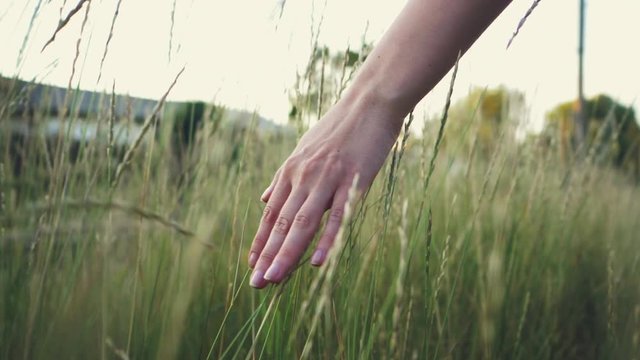 Woman walking and touching long grass in field in summer. slow motion. Beautiful background.