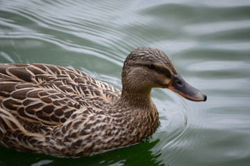 Duck in Pond