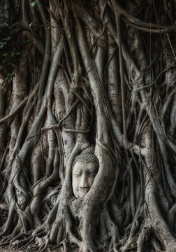 A head of Buddha image was embedded by the roots of Bodhi tree, Wat Mahathat, Ayutthaya, Thailand