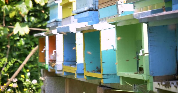 Multicolored colorful hive bee, homemade bees make honeycombs, extract honey, for procreation, hardworking. Concept: yellow golden honeycomb, fresh honey, natural product, reproduction of bees, swarm.