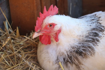 White and Red Hen