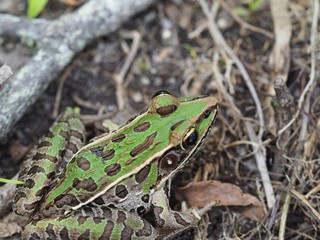 Green Frog
