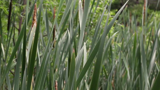 Camera glides past a path of Cattails in the swamps of a Pennsylvania Forest