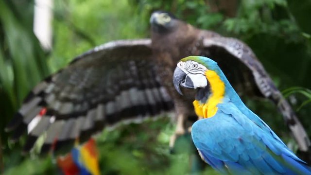 Blue and Yellow macaw with Hawk