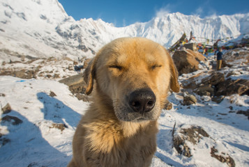 Cute dog on Annapurna base camp, Nepal.