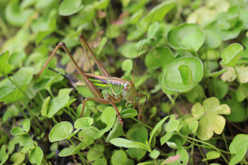 草むらの中のキリギリス
