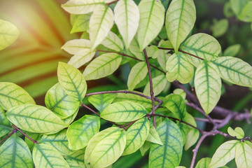 Green leaf with sun light