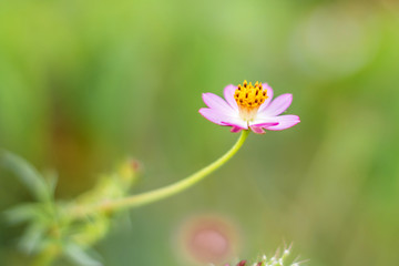 Storksbill flower at Hawaii