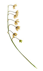Pressed and dried flower lily of the valley. Isolated