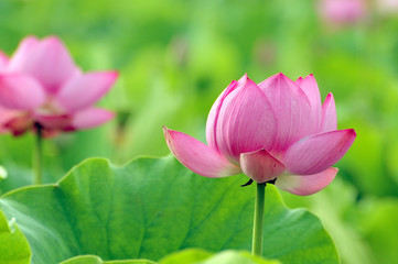 pink lotus flower
