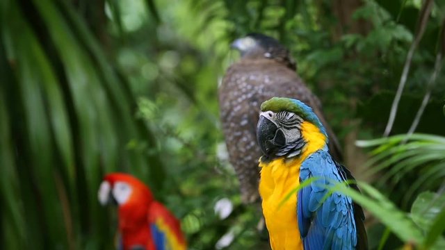 Blue and Yellow macaw with Hawk 