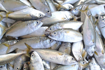Obraz premium Fresh fish
