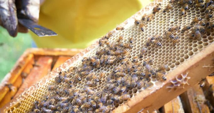 The beekeeper looks after bees, honeycombs, a lot of honey, in a protective beekeeper's beast. Concept: bee hive, pure natural product, useful product, yellow golden honey, swarm of bees, hardworking.