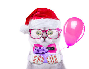 Smart and beautiful cat in a Christmas costume holding a present. Gift Box. New Year's holidays