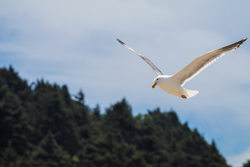 Seagull at the beach