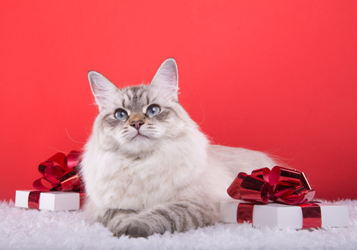 Beautiful purebred cat with Christmas gifts. New year. Christmas animals