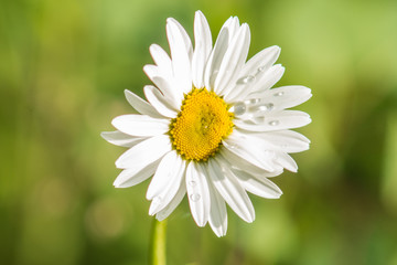 Fototapeta premium Daisy (Chrysanthemum leucanthemum) in the Rain