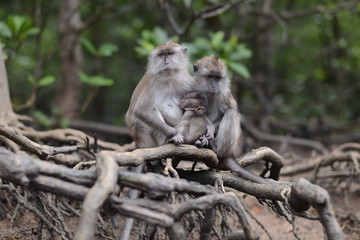 mangrove monkey